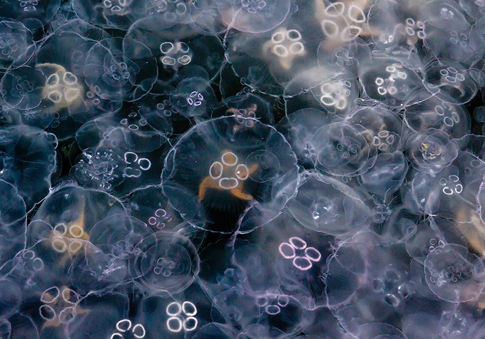 Нашествие медуз в Балаклавскую бухту