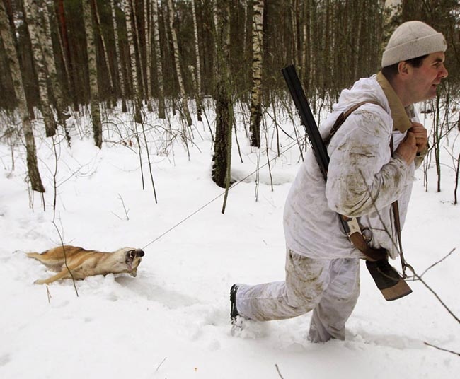 Охота на волков в Белоруссии в зоне отчуждения