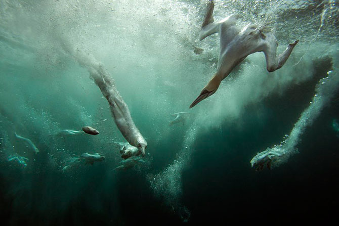 The British Wildlife Photography Awards 201